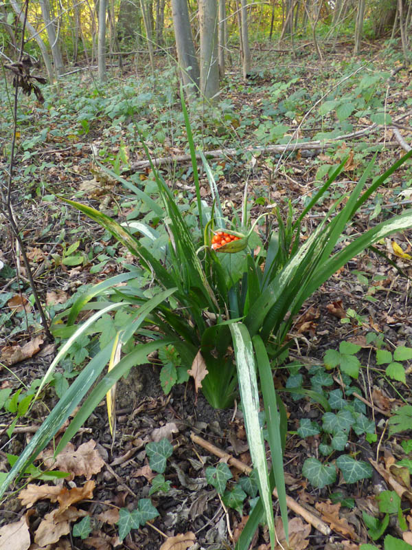 Iris foetidissima